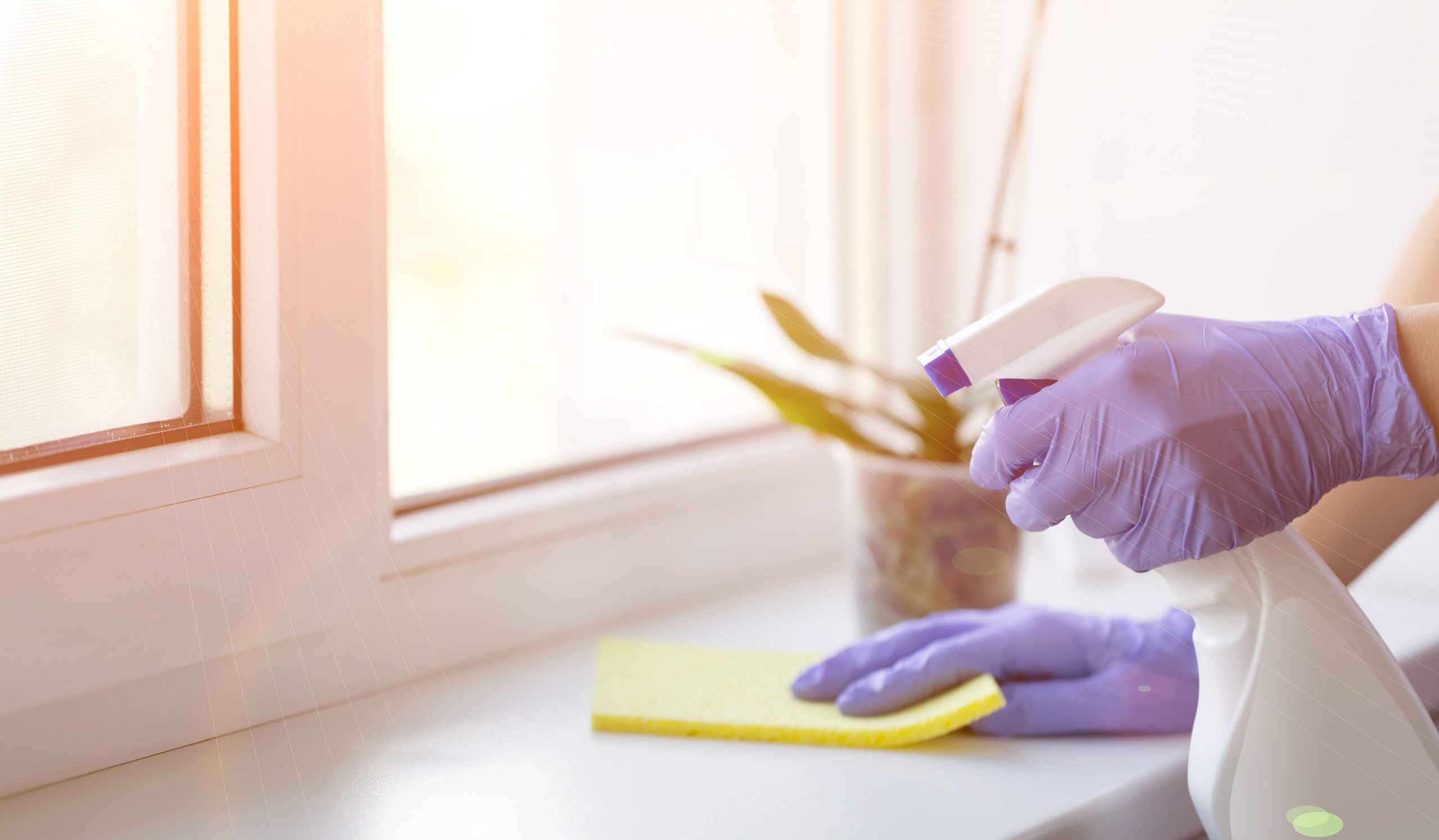 gloved hands with sponge and spray bottle cleaning near windows cary nc
